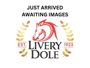 SUBARU FORESTER 2021 (71) at Livery Dole Ltd Exeter